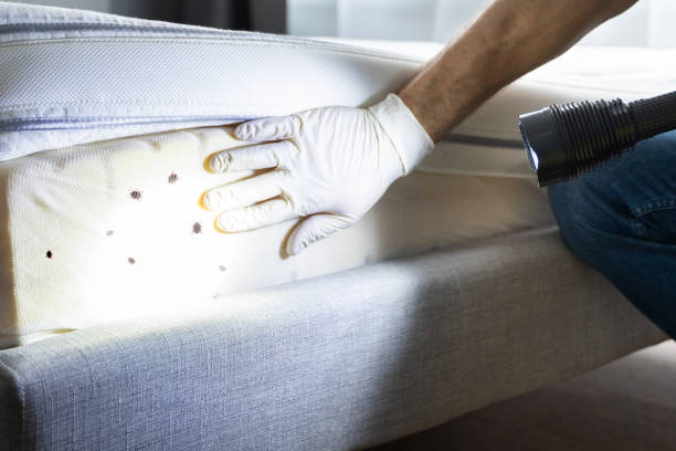Best Wasp Removal Services  in La Harpe, IL