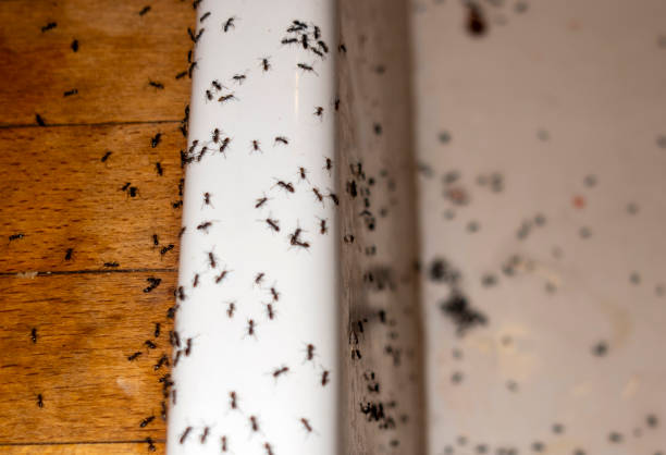 Best Pest Inspection Near Me  in La Harpe, IL