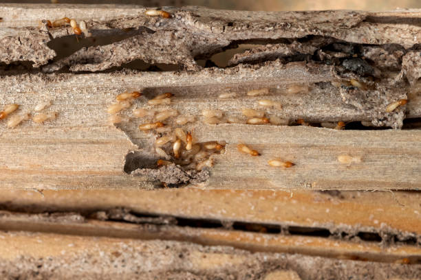 Best Ant Control Services  in La Harpe, IL